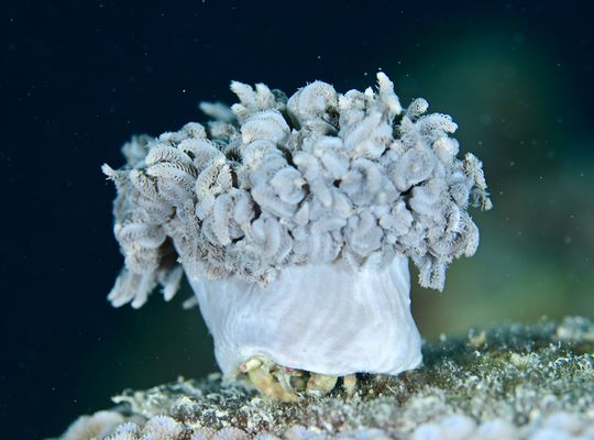 scuba  diving snorkel