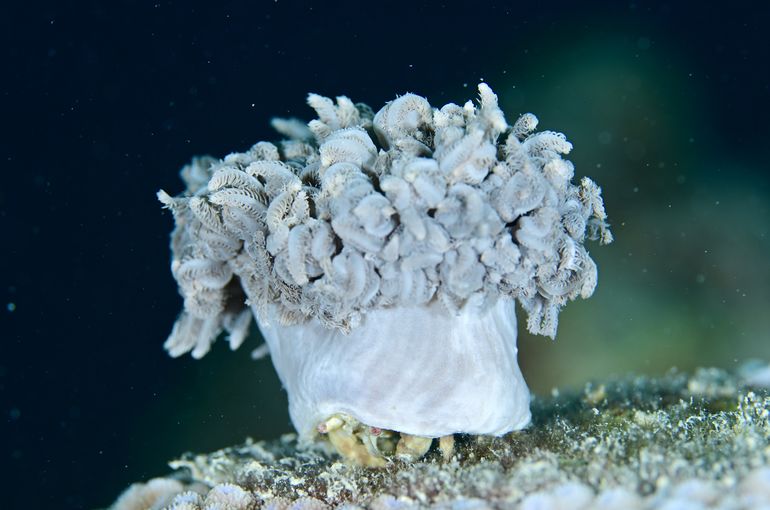 scuba  diving snorkel