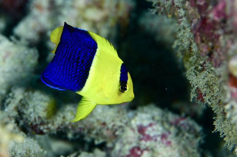 スキューバ　ダイビング　スノーケル