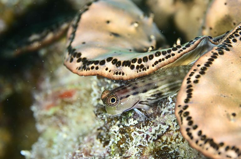 カエルウオ　ハゼ　ウミウシ