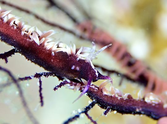 scuba  diving snorkel