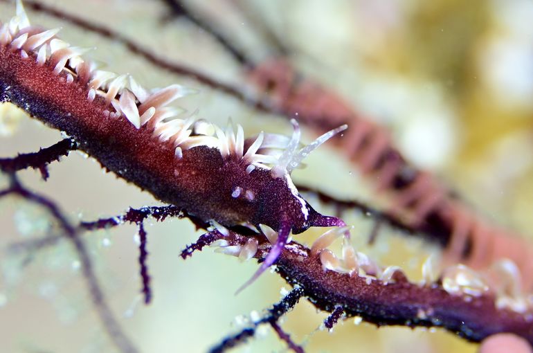 scuba  diving snorkel