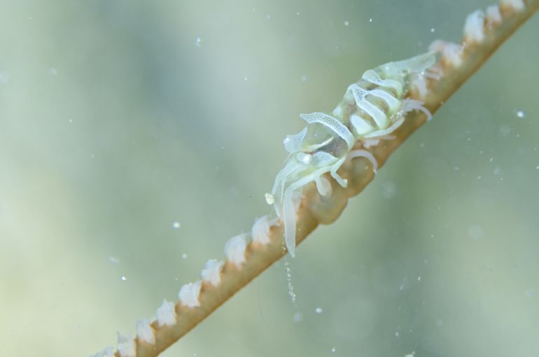 スキューバ　ダイビング　スノーケル