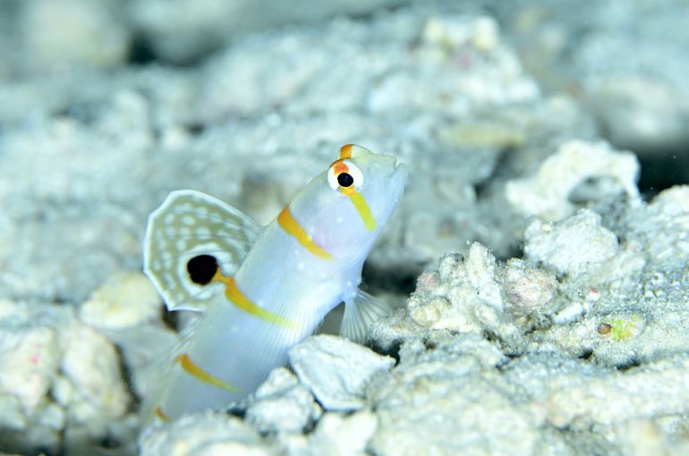 沖縄　石垣　okinawa