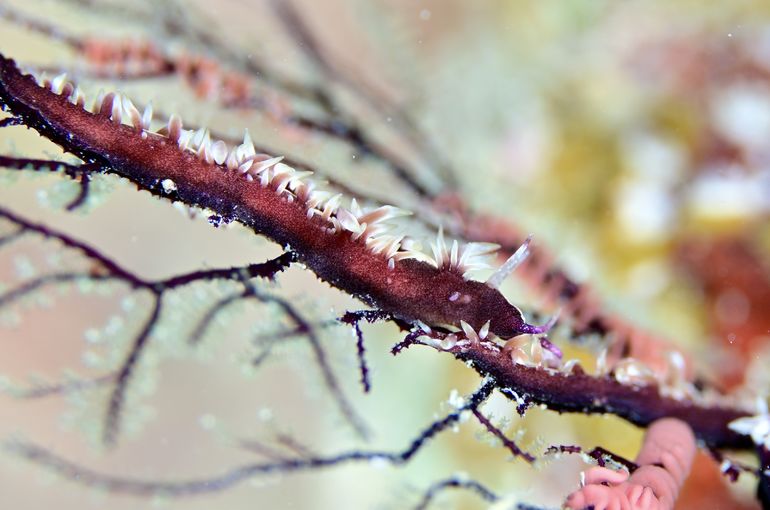 ウミウシ　ハゼ　マクロ