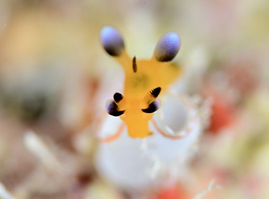 scuba  diving snorkel