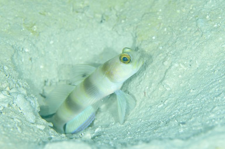 スキューバ　ダイビング　スノーケル