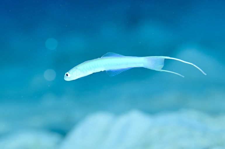 ハゼ　ウミウシ　海