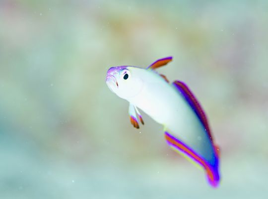 scuba  diving snorkel