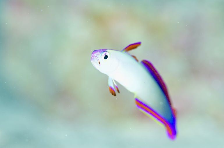 scuba  diving snorkel