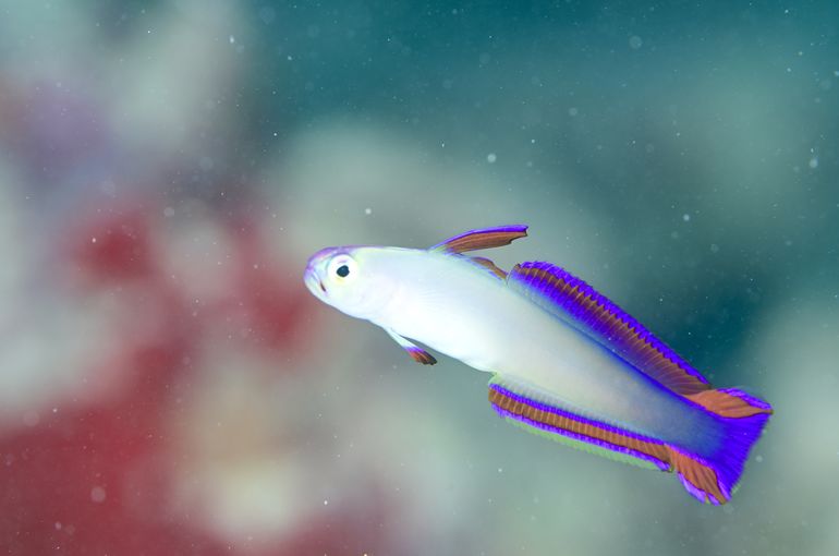 スキューバ　ダイビング　スノーケル