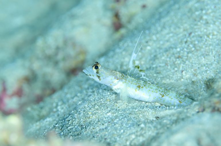 沖縄　石垣　okinawa