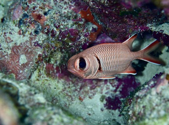 scuba  diving snorkel
