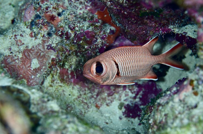 scuba  diving snorkel