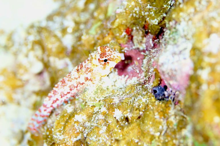 スキューバ　ダイビング　スノーケル