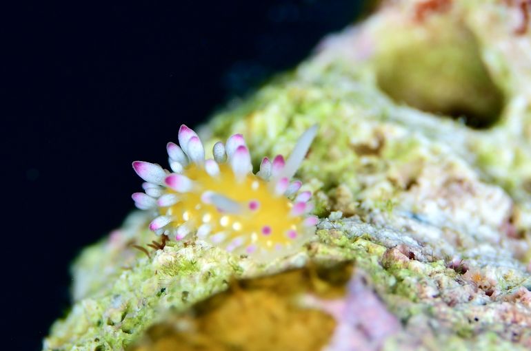 ウミウシ　ピカチュウ　海