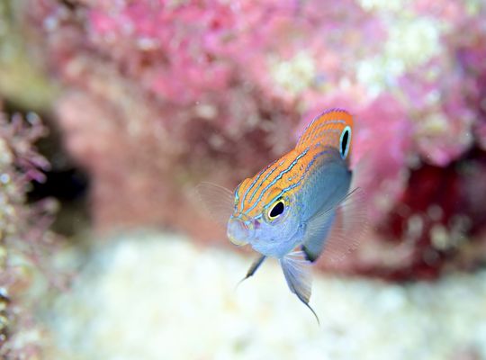 scuba  diving snorkel