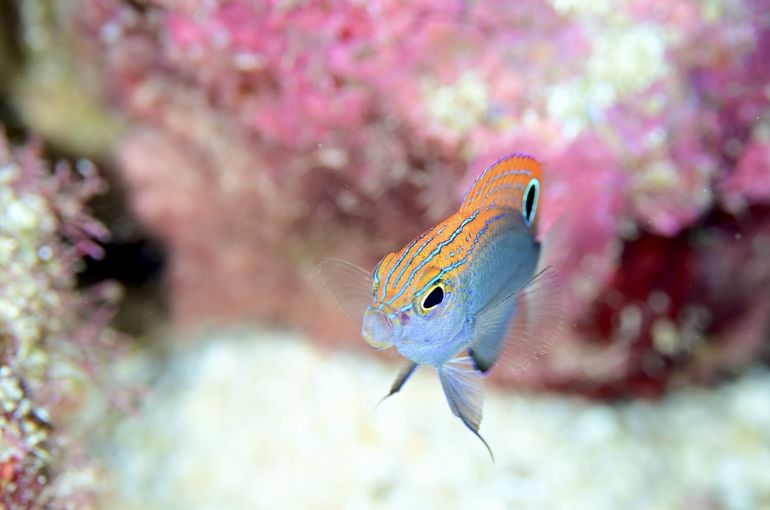 scuba  diving snorkel