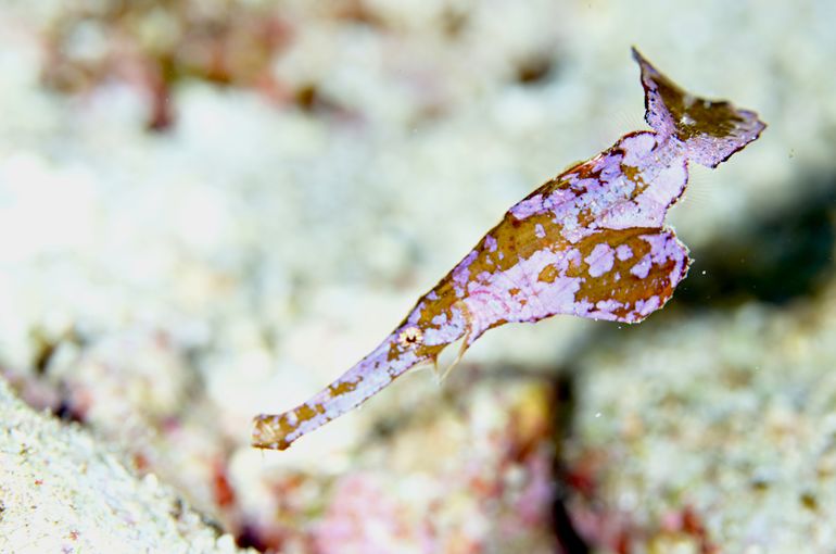 スキューバ　ダイビング　スノーケル