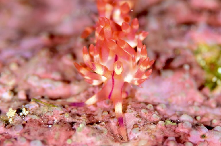 ウミウシ　nudibranch  海