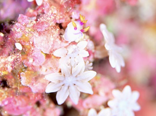 scuba  diving snorkel