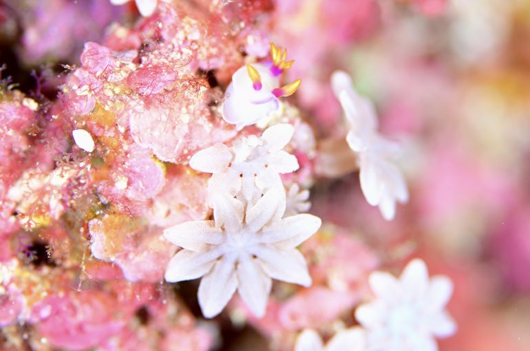 scuba  diving snorkel