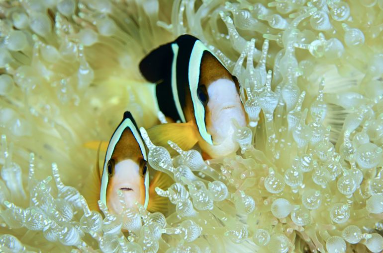 スキューバ　ダイビング　スノーケル