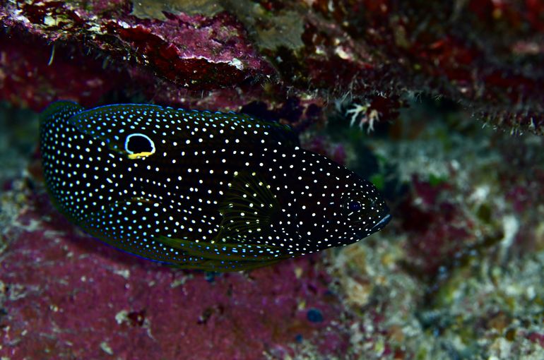 マンタ　ウミウシ　海