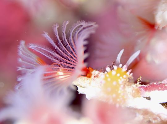 scuba  diving snorkel