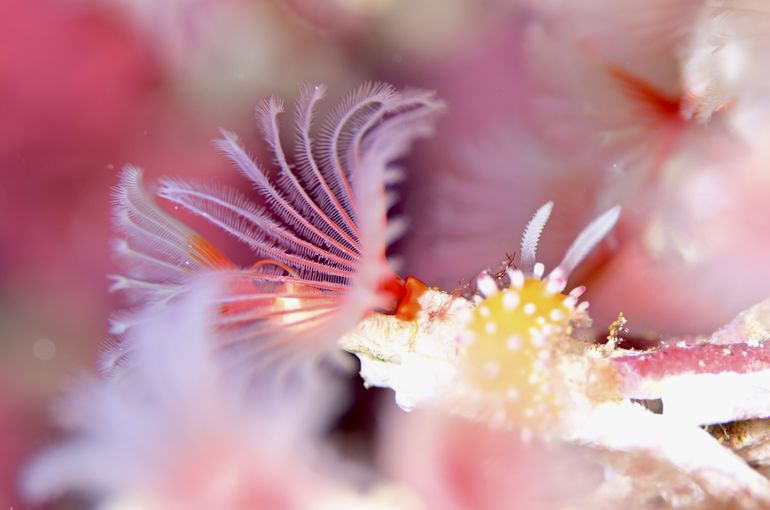 scuba  diving snorkel