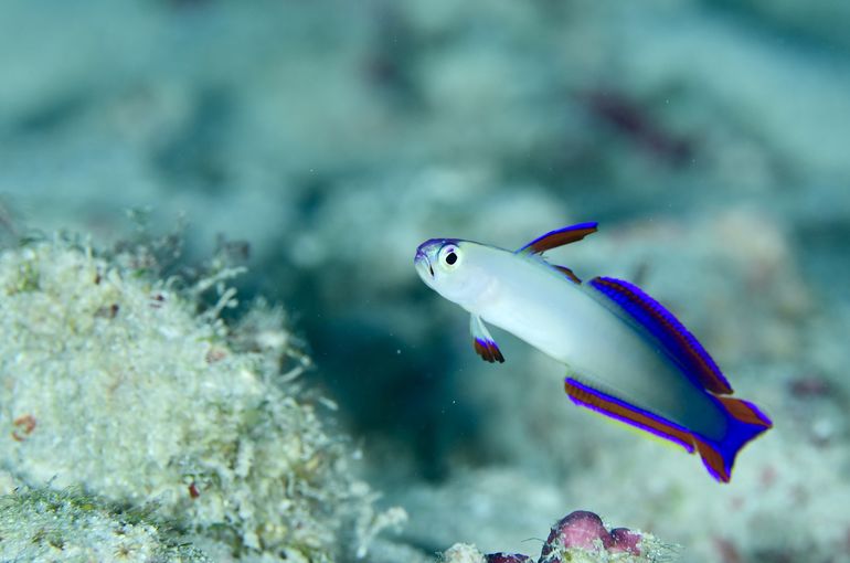 スキューバ　ダイビング　スノーケル