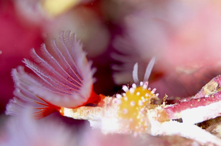 ウミウシ　ハゼ　スズメダイ