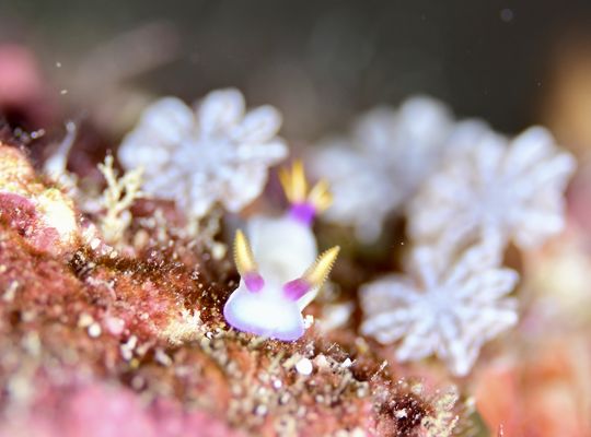 scuba  diving snorkel