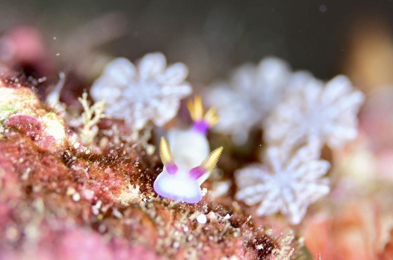 scuba  diving snorkel