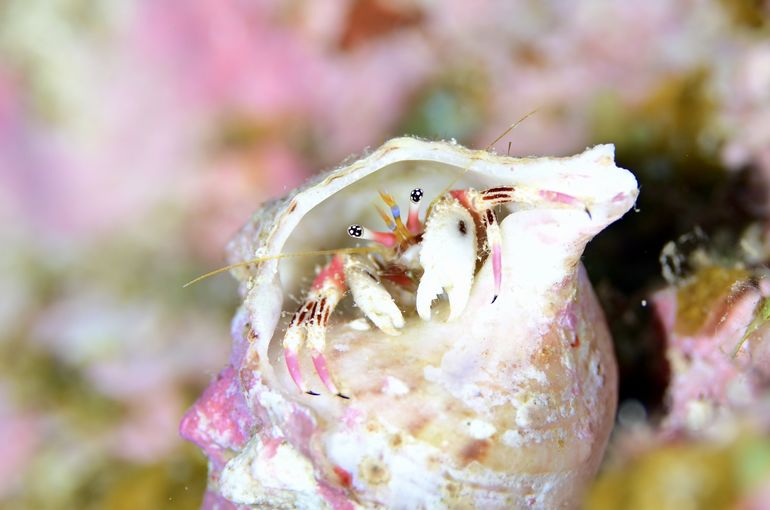 スキューバ　ダイビング　スノーケル