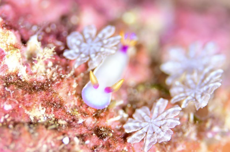 ウミウシ　nudibranch  石垣