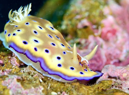 scuba  diving snorkel