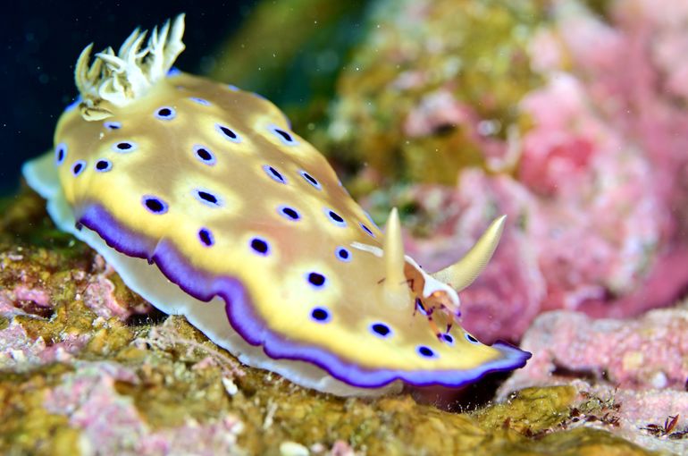 scuba  diving snorkel