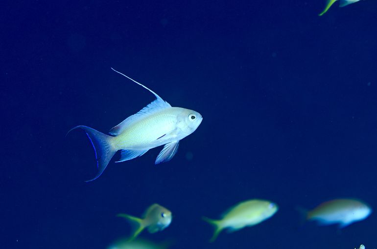 スキューバ　ダイビング　スノーケル