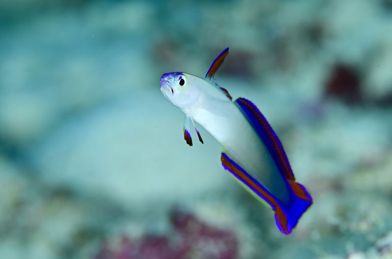 沖縄　石垣　okinawa