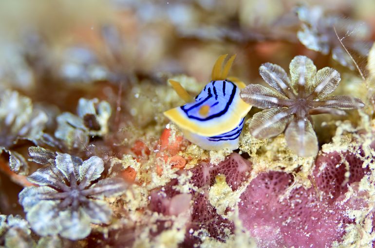 ウミウシ　ハゼ　ベラ