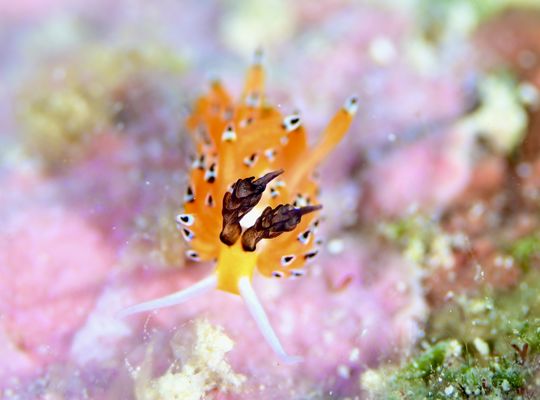 scuba  diving snorkel