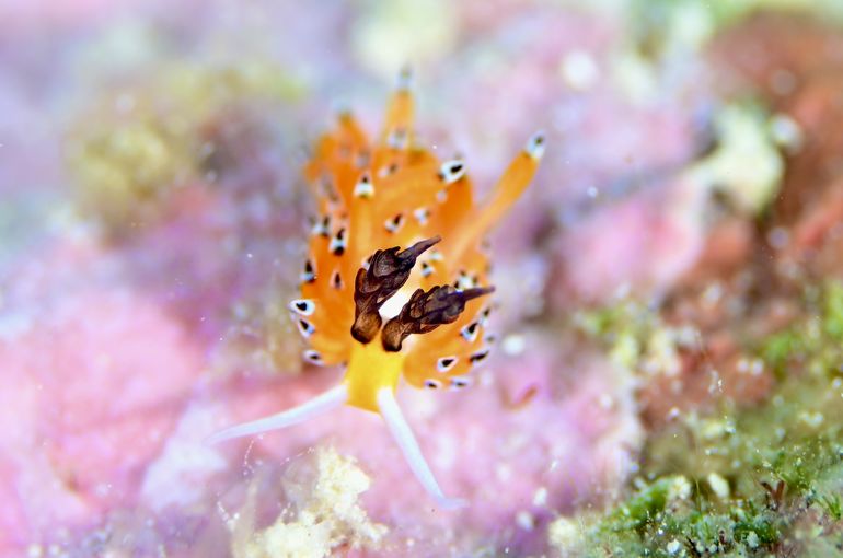 scuba  diving snorkel