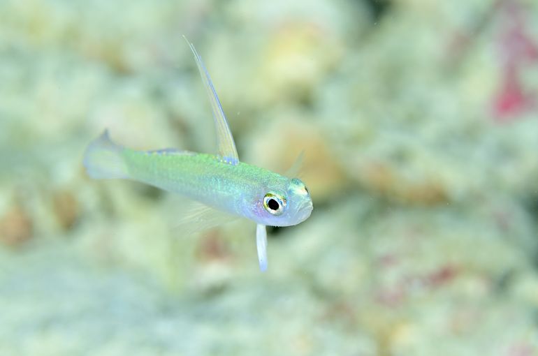 スキューバ　ダイビング　スノーケル