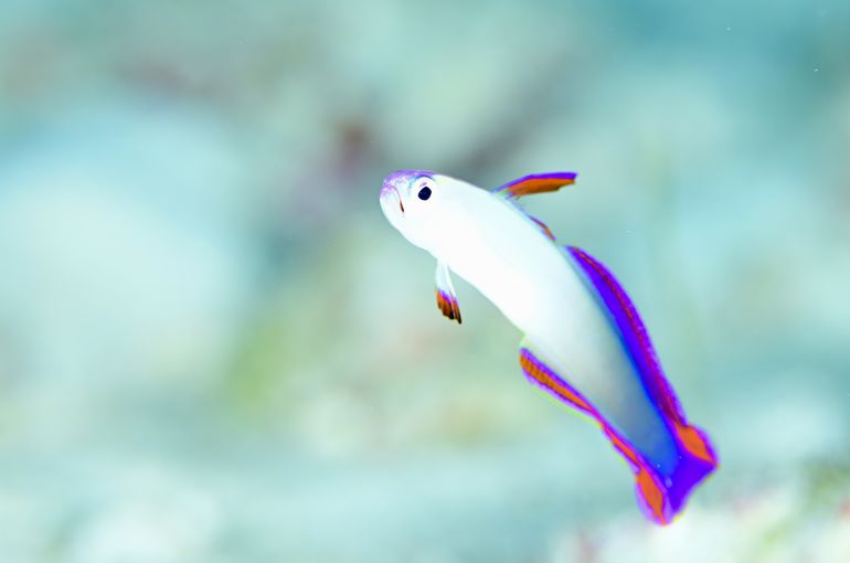 アケボノハゼ　ピカチュウ　ウミウシ