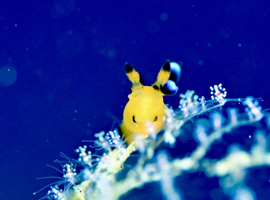 scuba  diving snorkel