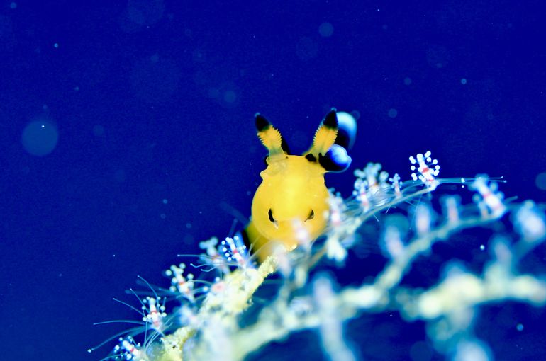 scuba  diving snorkel