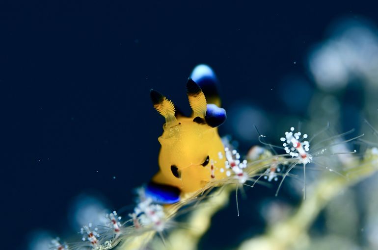 スキューバ　ダイビング　スノーケル