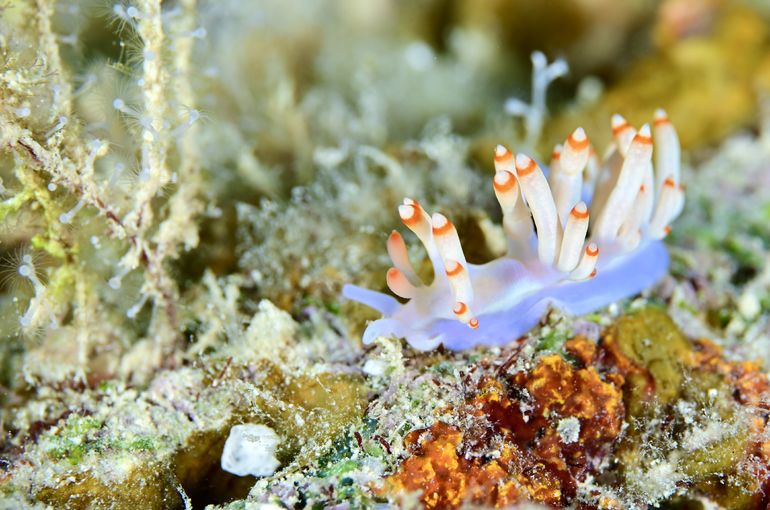 ウミウシ　ハゼ　ホムラ