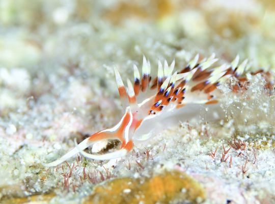 scuba  diving snorkel